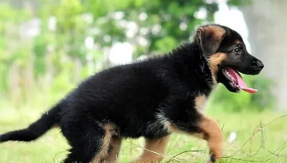 德牧吃什么狗粮好 有德国牧羊犬专用狗粮 | 德国牧羊犬