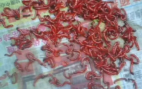 红虫怎么养 红虫喜欢在水流缓慢的肥水中