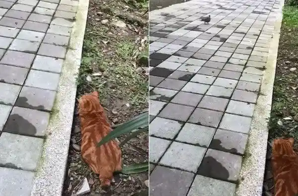 每天跑来约会 小橘猫卸下新防变撒娇鬼 | 猫