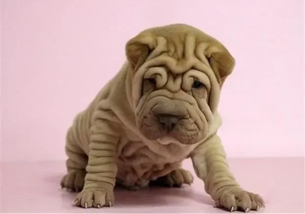 沙皮狗|吃狗粮对沙皮犬的两大好处