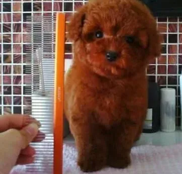贵宾犬|训练贵宾犬的环境和主人们需要注意的事情