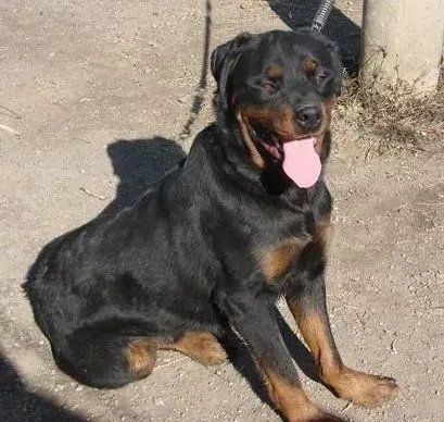 罗威纳犬|关于罗威纳犬合理的营养结构介绍