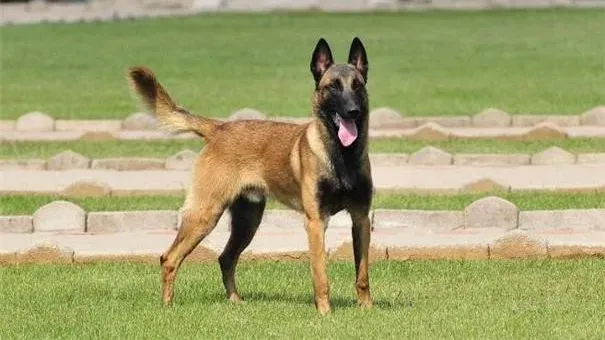 马犬|马犬立耳的时间 影响马犬立耳的因素