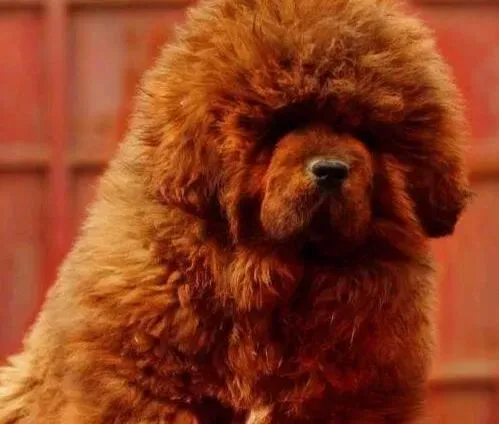 藏獒|如何让藏獒吃狗粮 求大家指点一下