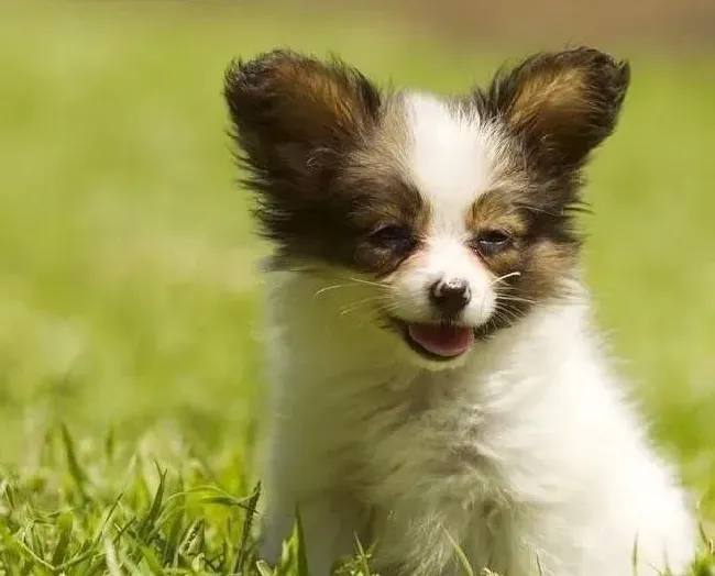 蝴蝶犬|训练蝴蝶犬时主人要知道的五件事