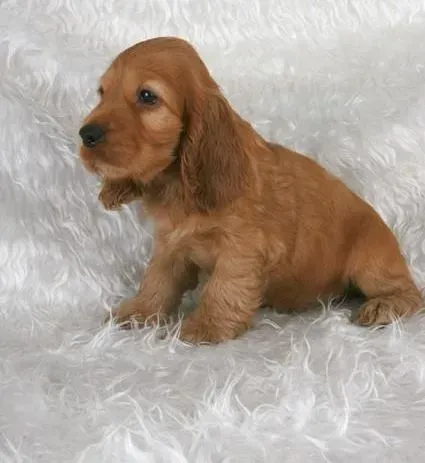 可卡犬|可卡犬肠胃不太好，好像是胃溃疡吃什么药好