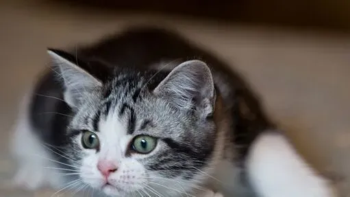怎样驯服猫猫完全听你的话 不要大声训斥 | 猫咪