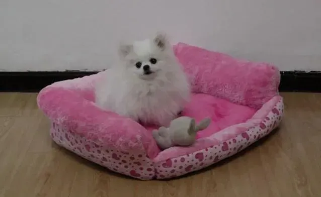 博美犬|怎样为博美犬选择和冲泡狗粮最科学