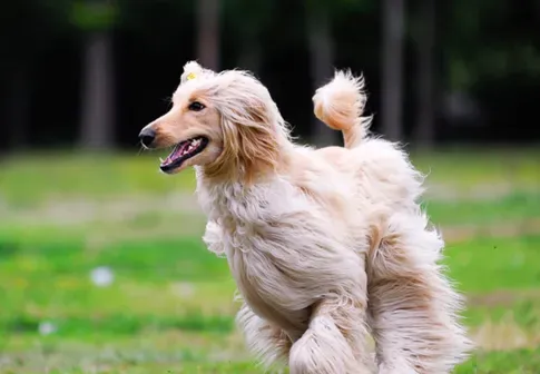 阿富汗猎犬训练方法 训练时间不要超过十五分钟 | 阿富汗猎犬