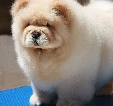 松狮犬|如何照顾刚刚出生的松狮幼犬