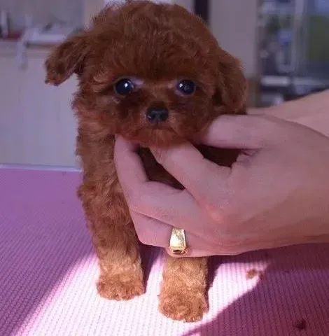 茶杯犬|注射疫苗后的茶杯犬可以外出吗