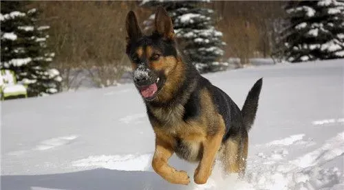 德国牧羊犬40天喂什么 可以喂食干燥的狗粮 | 德国牧羊犬