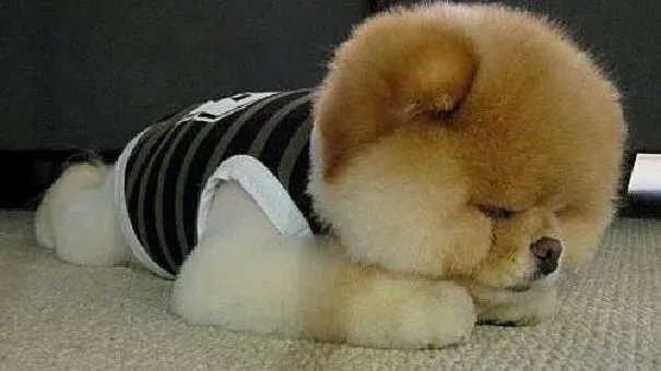 博美犬|博美犬怎么养 饲养小博美幼犬需要注意的问题