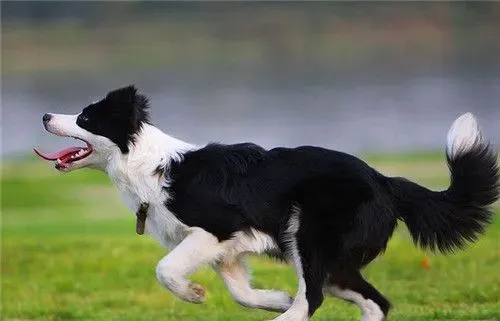 边境牧羊犬训练飞盘 平时多加训练才能完成 | 边境牧羊犬