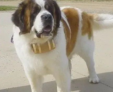 圣伯纳犬|哺乳期圣伯纳犬幼犬的饲养与管理方法