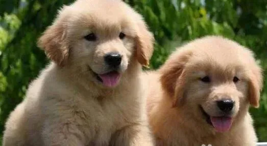 金毛|春季护理要谨慎 如何让金毛犬更健康