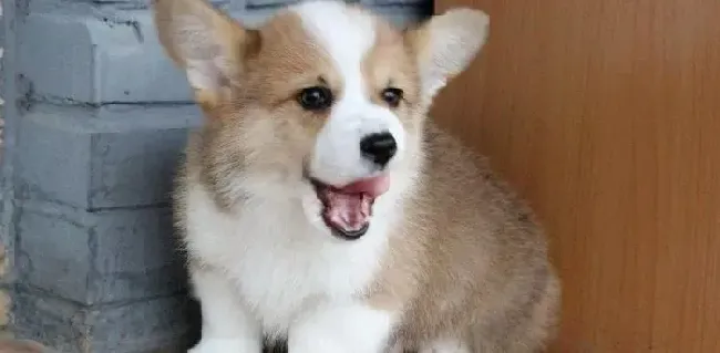柯基犬|柯基犬最近总喜欢捡东西吃怎么纠正
