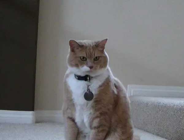 超励志！慵懒胖猫咪减肥三年 成功变身结实瘦猫 | 猫