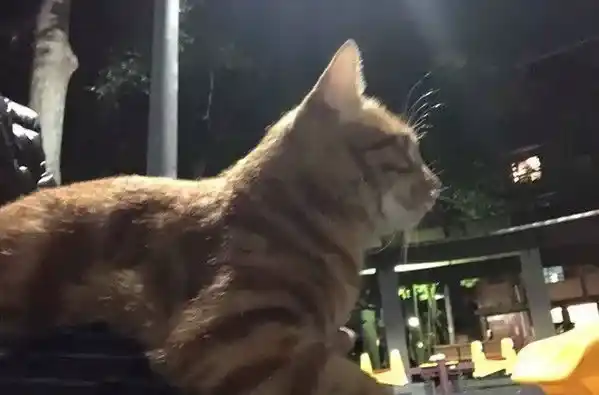 每天跑来约会 小橘猫卸下新防变撒娇鬼 | 猫