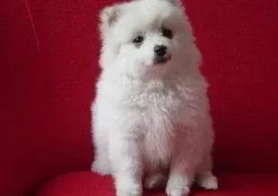 银狐犬|求科普 为什么1岁多的银狐犬后腿会突然瘸了
