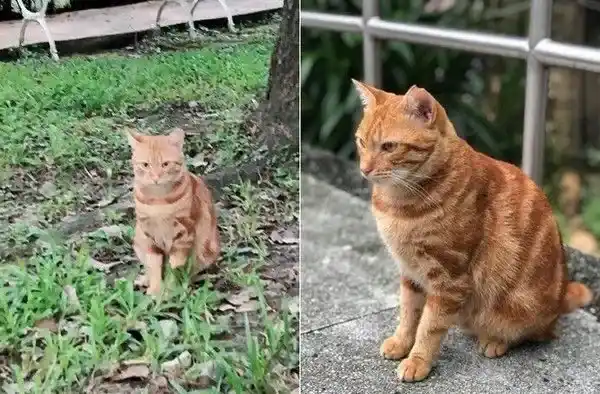 每天跑来约会 小橘猫卸下新防变撒娇鬼