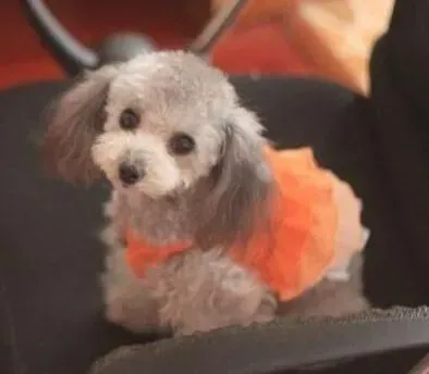 贵宾犬|贵宾犬的日常清洁和整理很重要