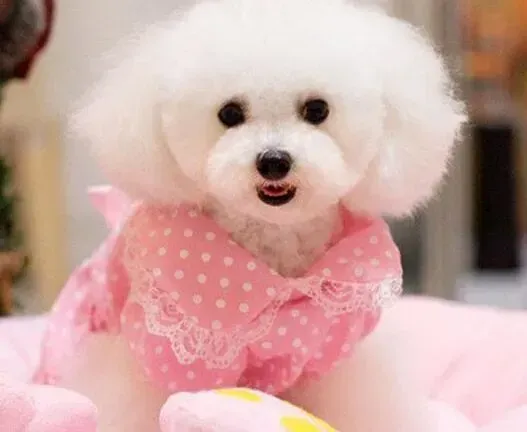 比熊犬|比熊犬不吃饭，大家莫着急