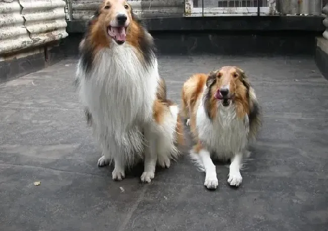 苏格兰牧羊犬|苏格兰牧羊犬与群体之间怎样沟通感情