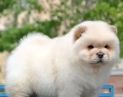 松狮犬|为好动的松狮犬拍照留念时需要掌握哪些技巧