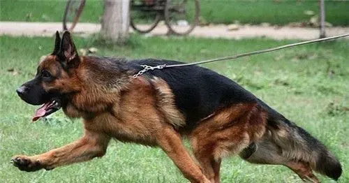 德国牧羊犬40天喂什么 可以喂食干燥的狗粮 | 德国牧羊犬