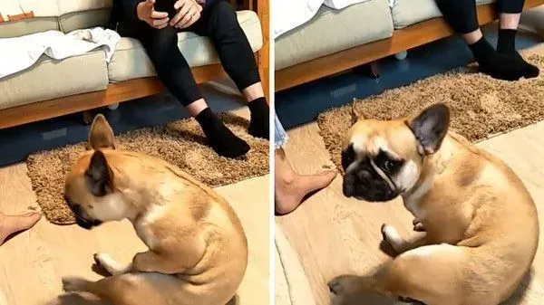 超逗趣法斗犬 爱模仿阿吉仔唱歌的动作 | 狗