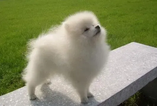 博美犬|如何让你的博美犬也成为“出水芙蓉”