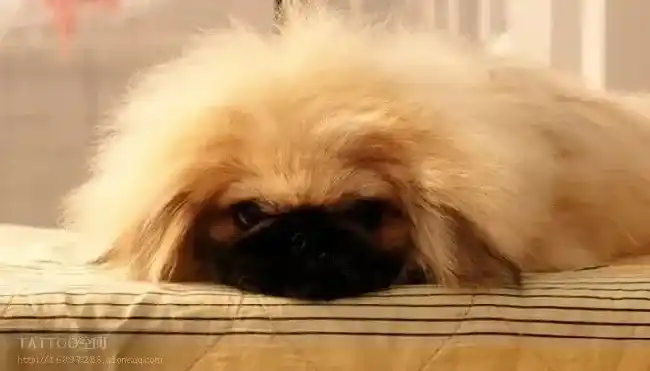 京巴狗|京巴犬偶尔打喷嚏，呕吐是什么毛病