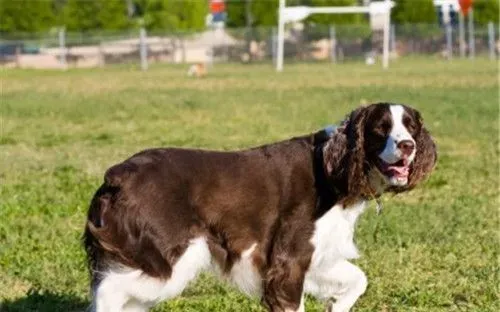 史宾格犬和可卡的区别 颜色上有主要的区别 | 史宾格犬