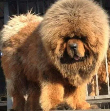 藏獒|藏獒最近拉血是患上犬瘟了吗 应吃点什么药