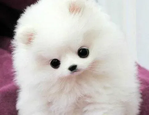 博美犬|博美犬牙齿的专业护理及饮食对牙齿的影响