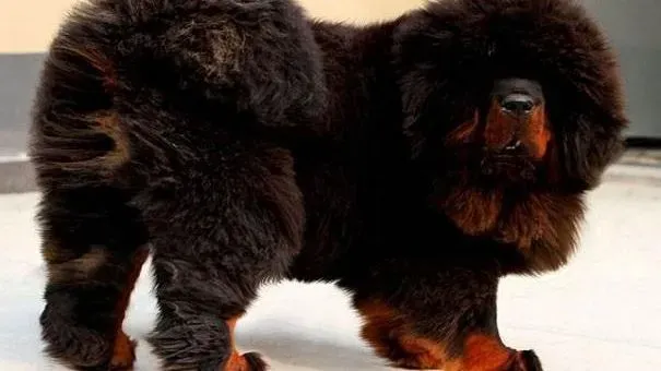 藏獒|西藏獒犬产后护理注意事项