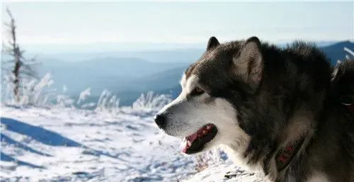 阿拉斯加雪橇犬的毛色 如何护理阿拉斯加的毛发 | 阿拉斯加雪橇犬