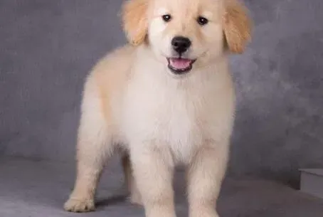 金毛|怎样通过饮食来提高金毛犬自身的免疫力