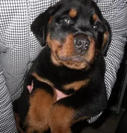 罗威纳犬|罗威纳犬吃拜宠清驱虫时要注意什么 怎么吃呢
