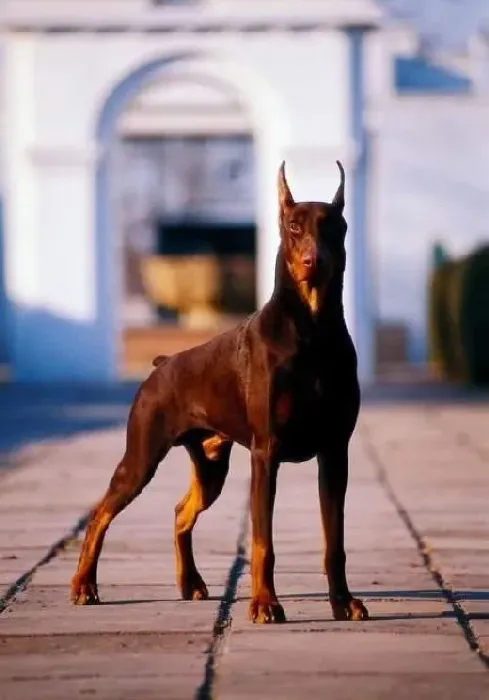 杜宾犬|怎样让杜宾犬具备独处的能力