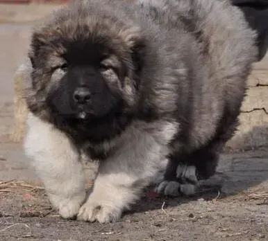 高加索犬|金色季节高加索犬应该预防哪三种疾病