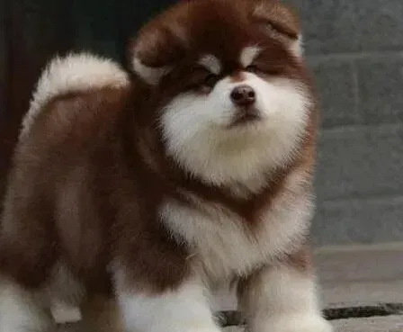 阿拉斯加犬|一个月的阿拉斯加犬能吃狗粮吗