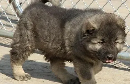 高加索犬|耳鼻和眼睛是高加索犬洗脸的重要部位