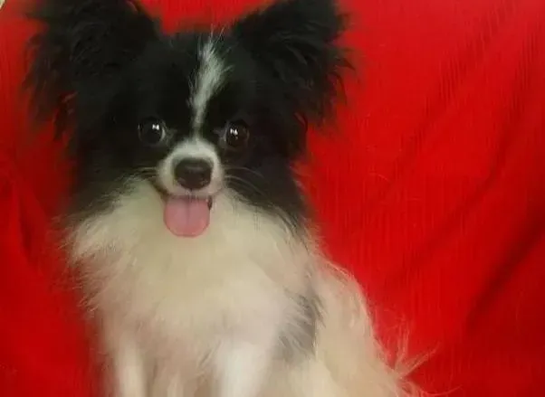 蝴蝶犬|季节变化谨防蝴蝶犬出现拉肚子情况