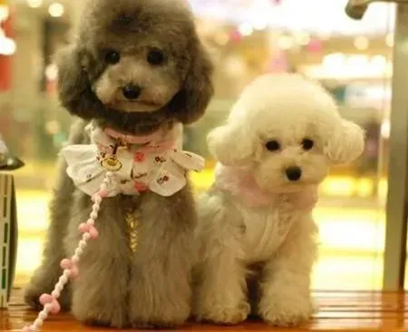 贵宾犬|贵宾犬出现了腹泻的现象怎么办