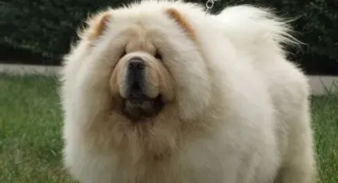 松狮犬怎么样 像是狮子一样的生物 | 松狮