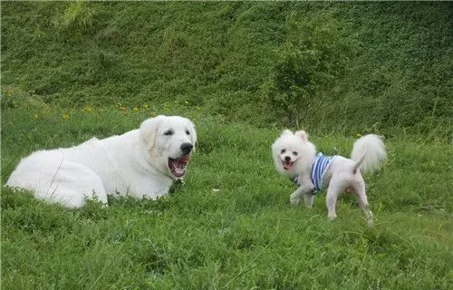 大白熊犬的性格 大白熊犬性情温和耐力好 | 大白熊犬