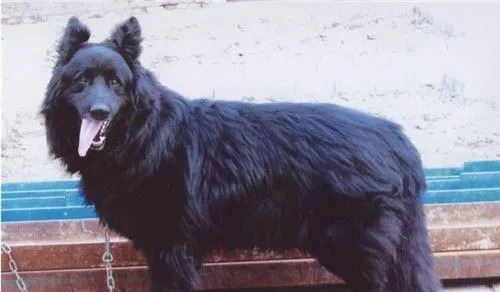 比利时牧羊犬能家养吗 比利时牧羊犬怎么养 | 比利时牧羊犬