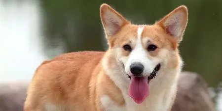 狗狗多大可以吃鸡肝 鸡肝是犬的一种好补品 | 狗